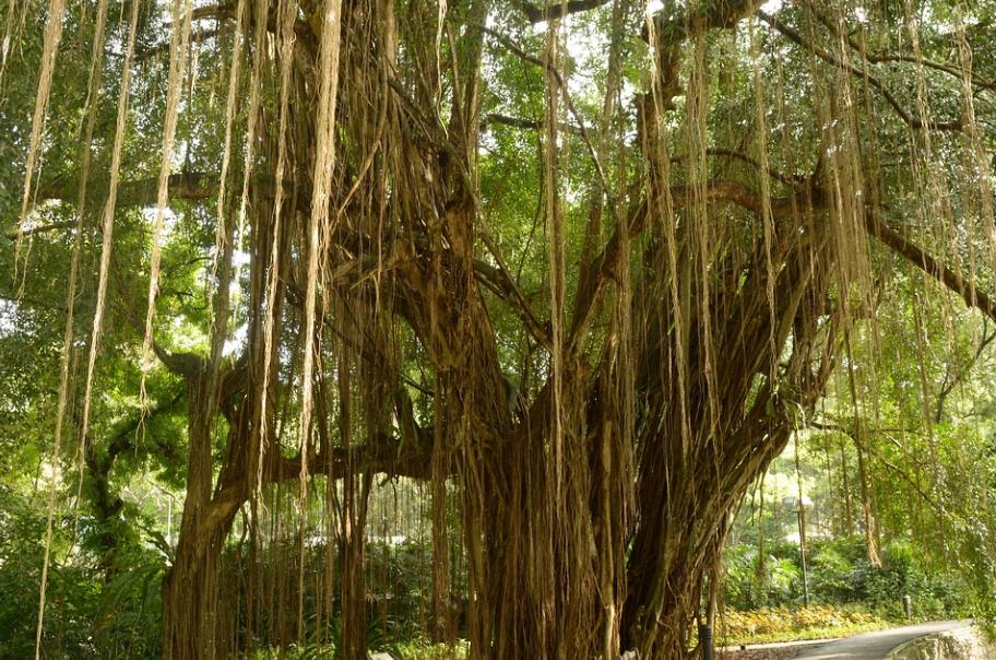 室内绿植盆栽大型树桩，美化家居的自然元素