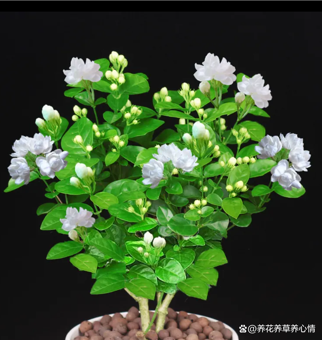 茉莉花——室内花卉绿植盆栽的魅力