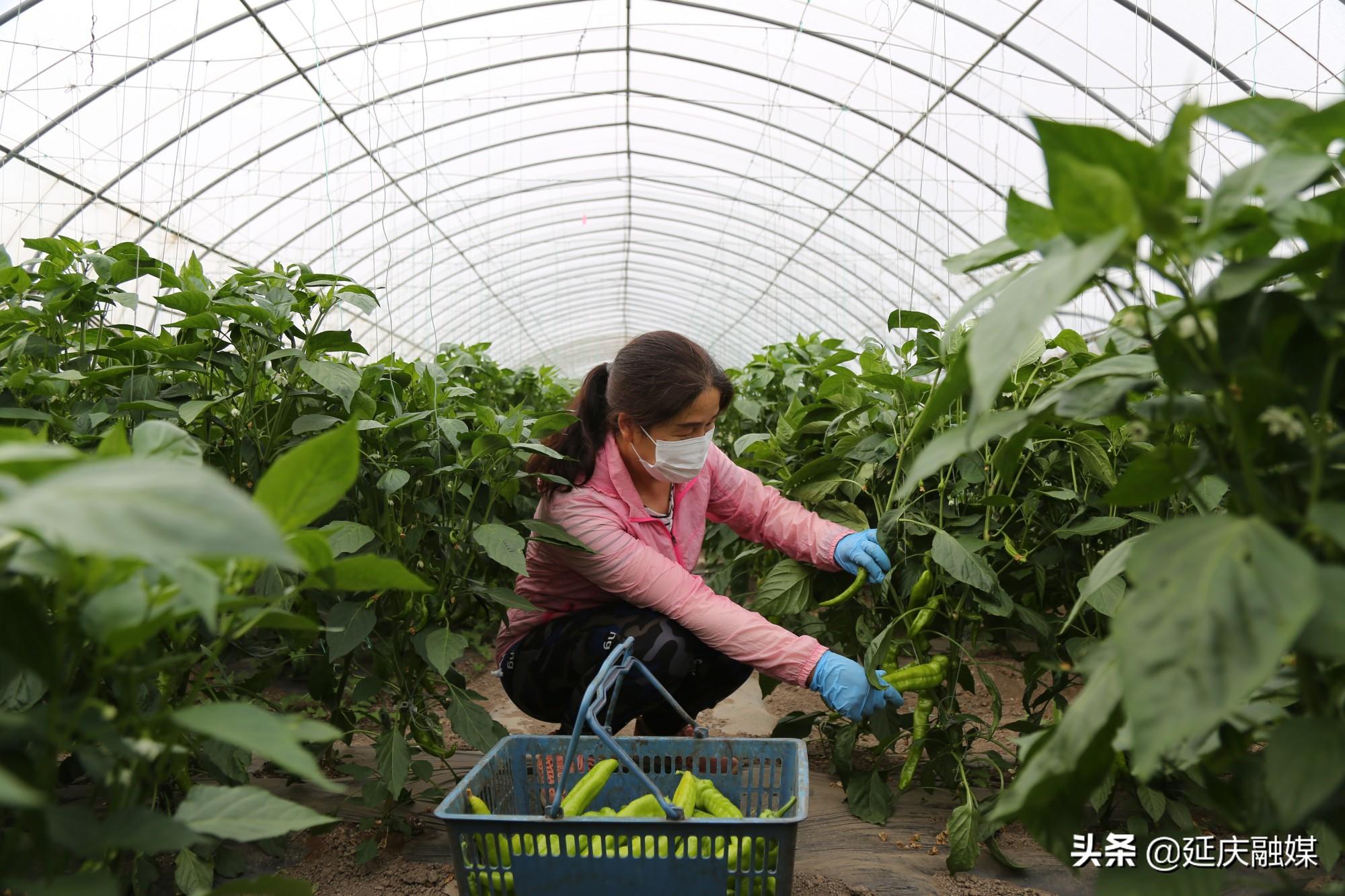 绿植盆栽室内，北京发货的绿意盎然之选