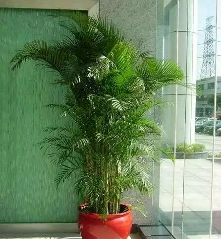 室内花卉绿植盆栽与空调环境的和谐共生