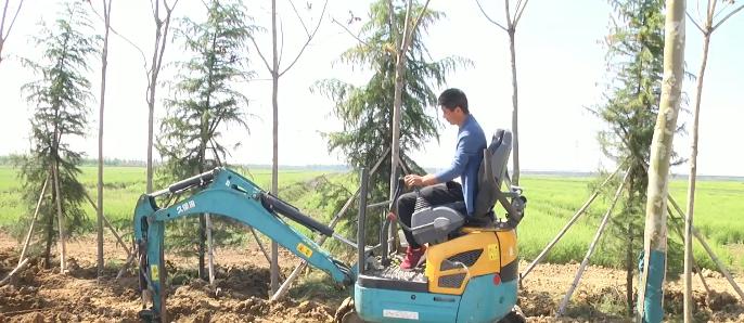 室内高密绿植盆栽的魅力与重要性