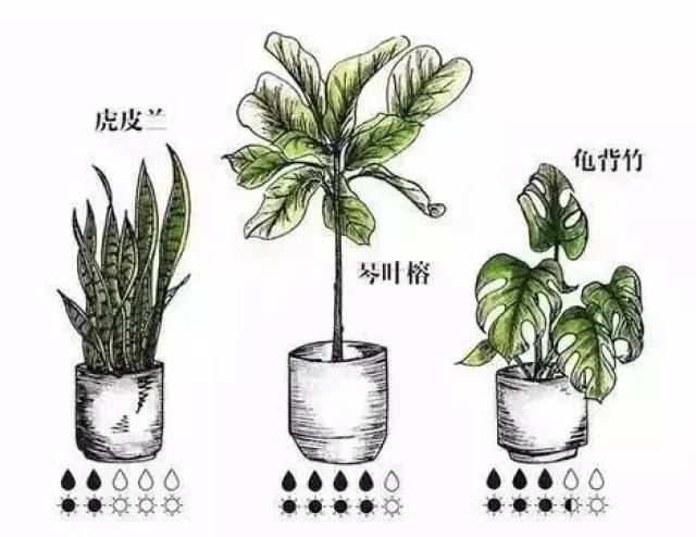 绿植盆栽室内养护与加水量的掌握技巧