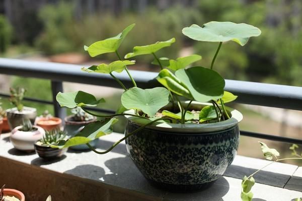 室内绿植盆栽之选，碗莲的种植与美化家居