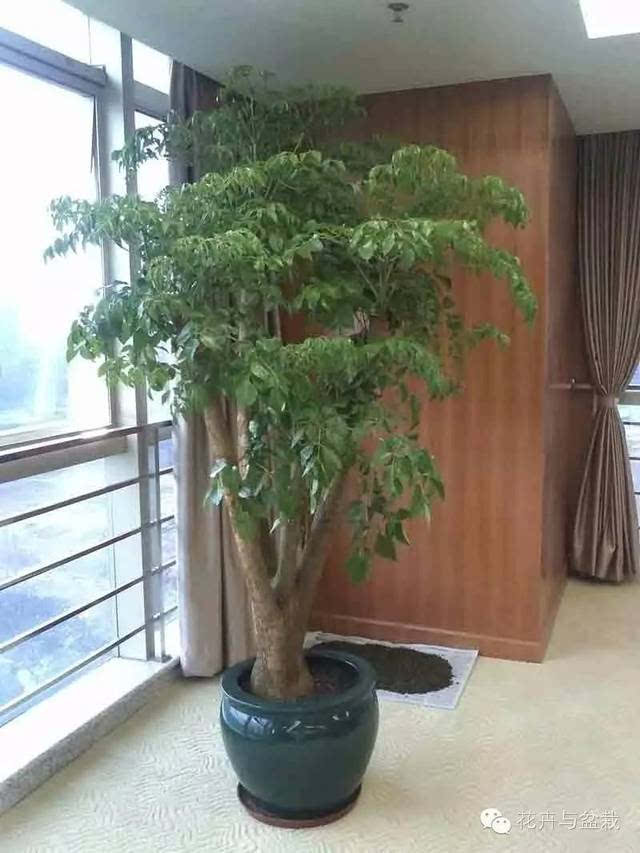 室内绿植盆栽树，大棵绿植的种植与养护