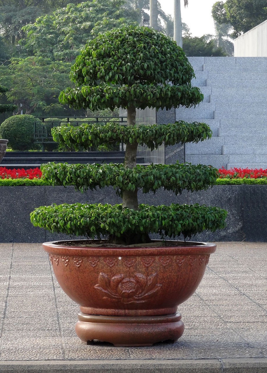 室内盆栽大盆开花绿植的艺术与魅力