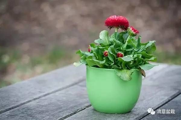 室内鲜花绿植盆栽，美化生活的艺术