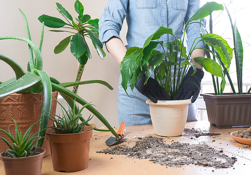 室内绿植盆栽的种植过程