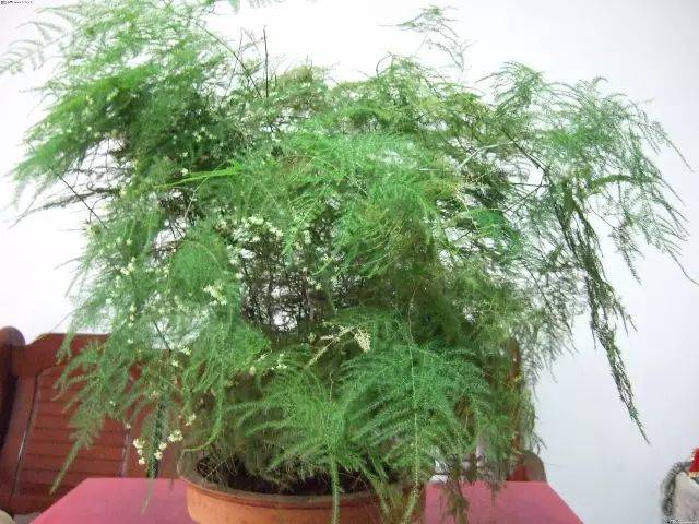 室内绿植盆栽大文竹，美化家居的优雅之选