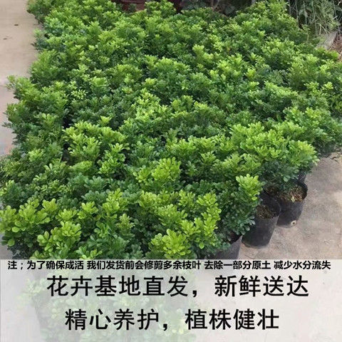 绿植盆栽室内，宁夏发货的绿意生活之选