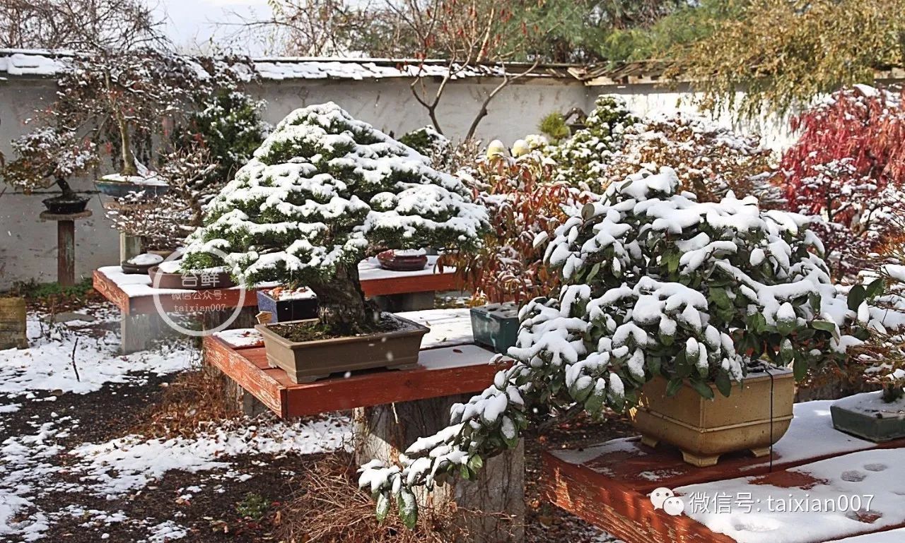 冬季室内盆栽绿植防冻指南