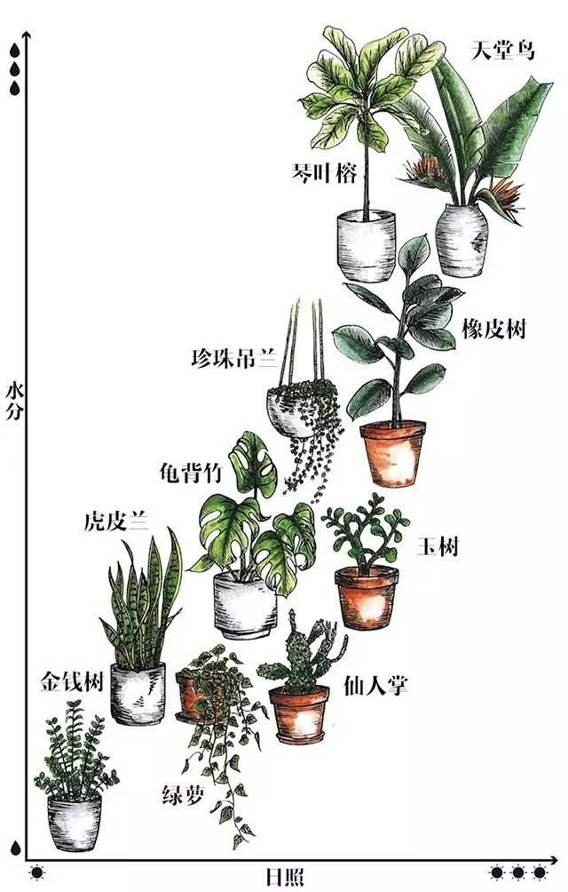 室内绿植大盆栽的绘画指南