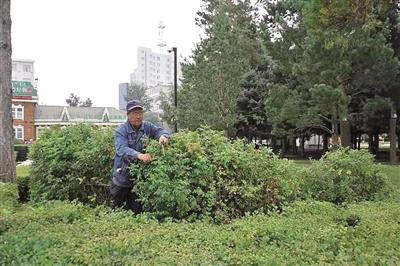 室内绿植盆栽与海拉尔的生活美学