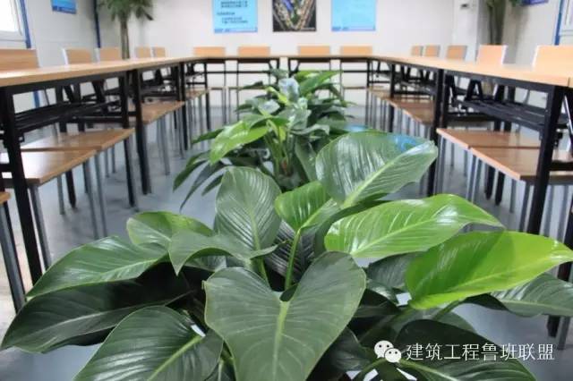 室内绿植盆栽，大棵喜阴植物的魅力与养护